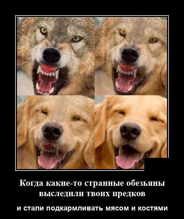 Демотиватор