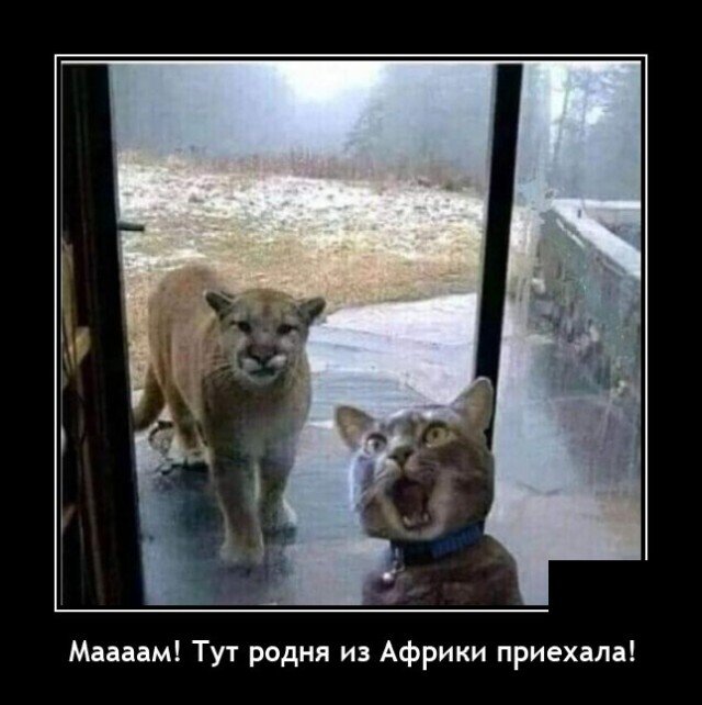 Демотиватор