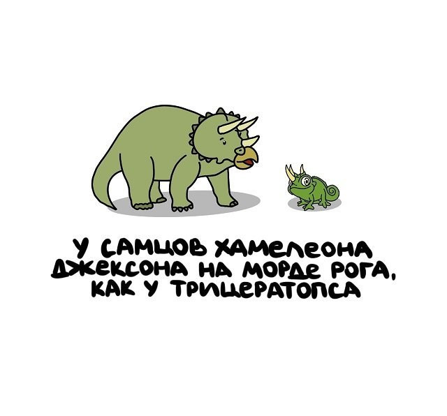 факты в картинках