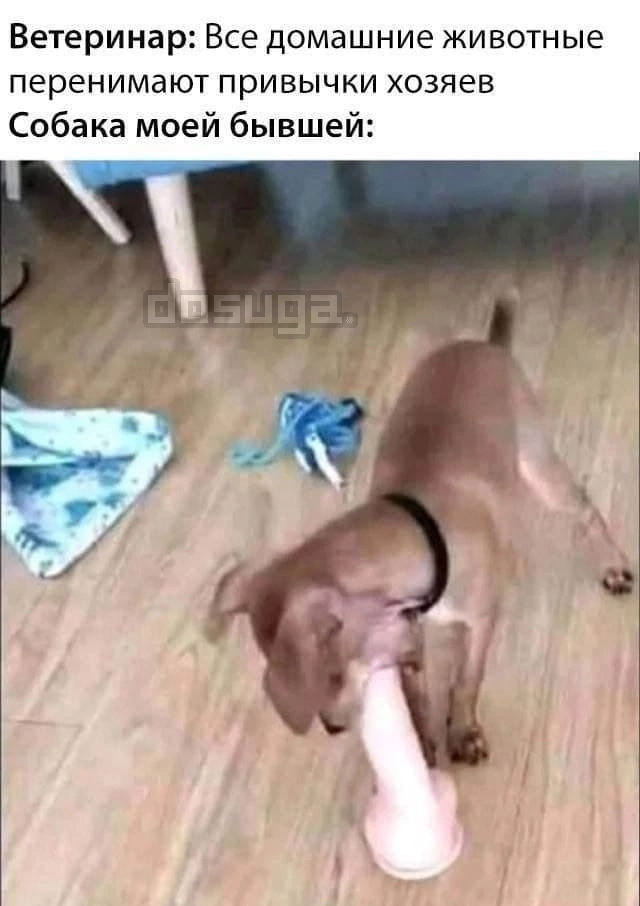 Пошлый юмор для Взрослых