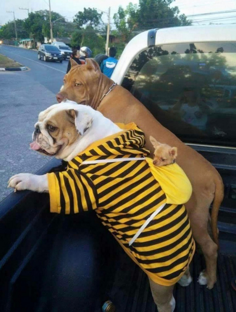 прикольные картинки