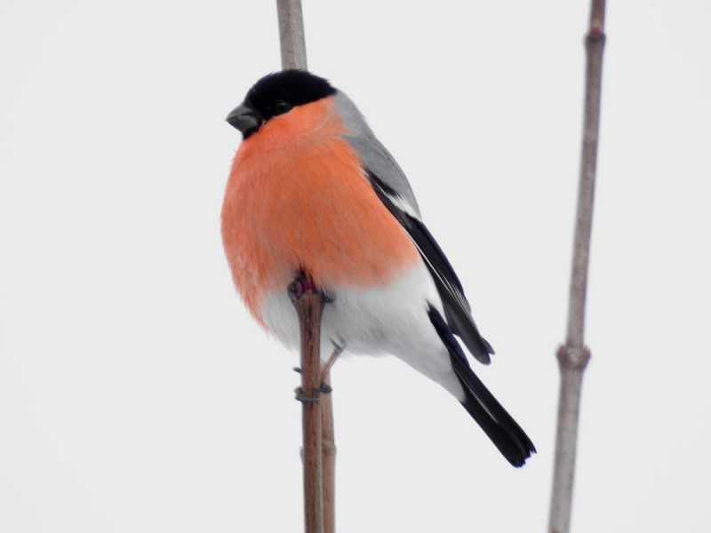 Приколы и позитив