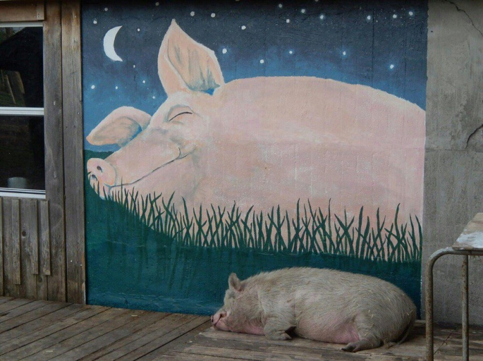 Прикольная картинка для хорошего настроения