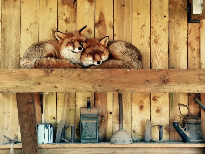 Прикольная картинка для хорошего настроения