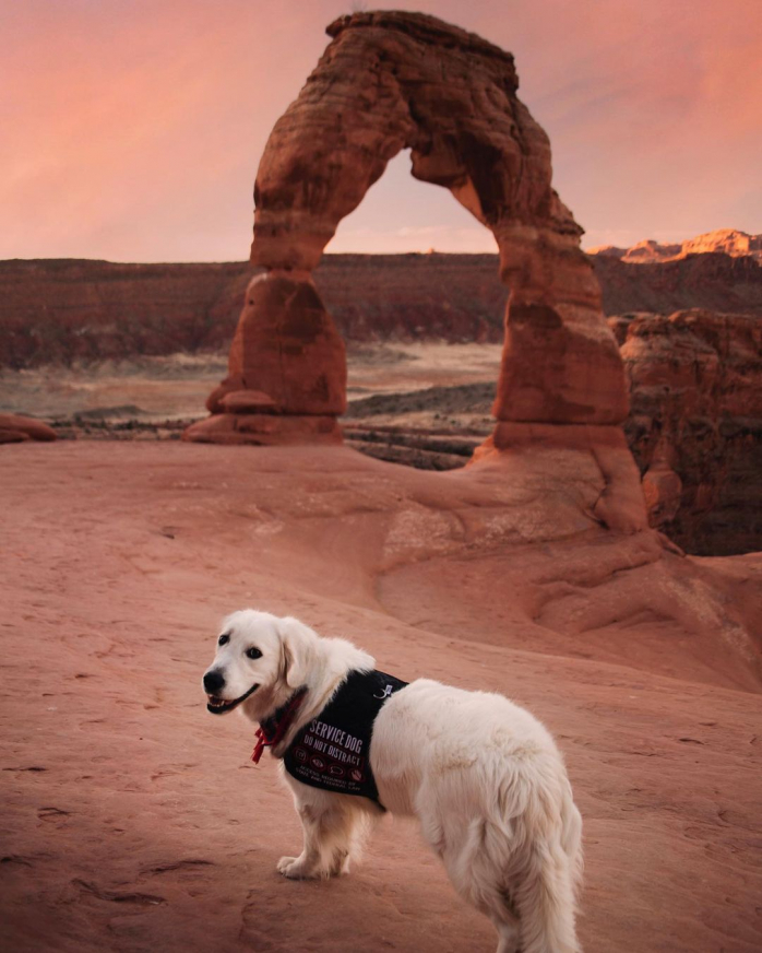 Белый Лабродор