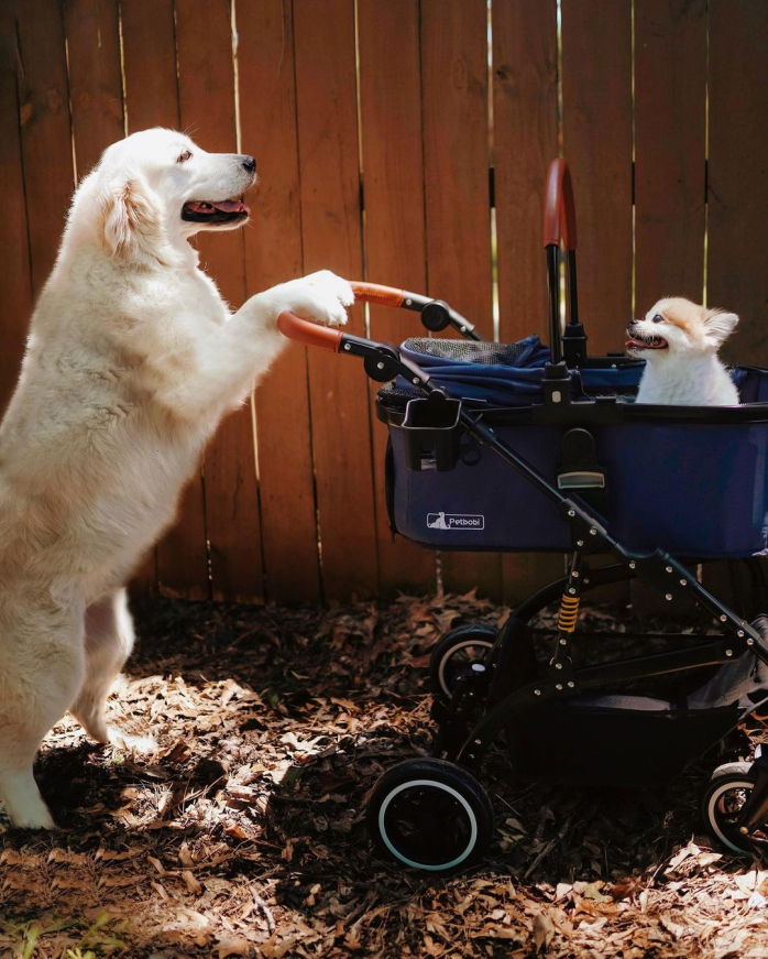 Белый Лабродор