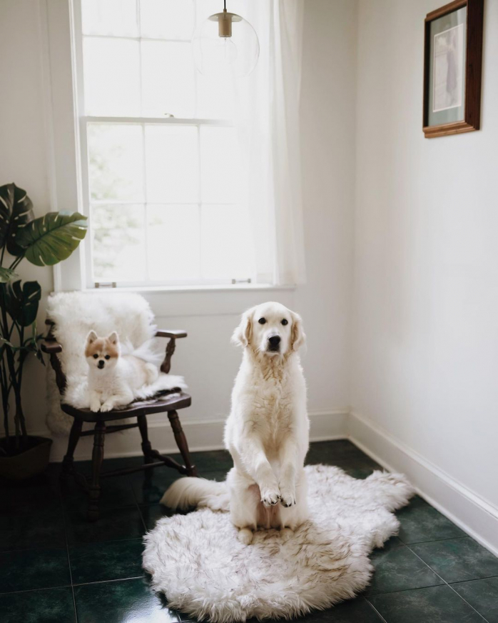 Белый Лабродор