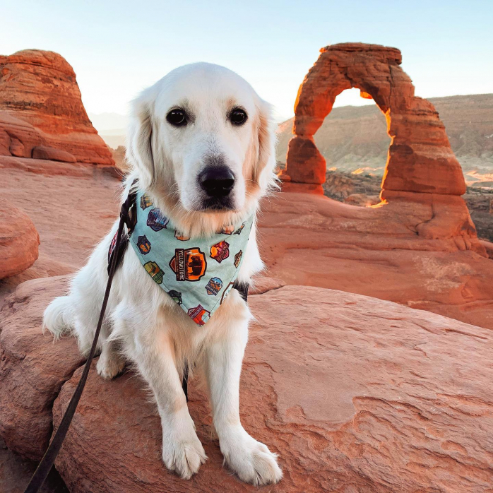 Белый Лабродор