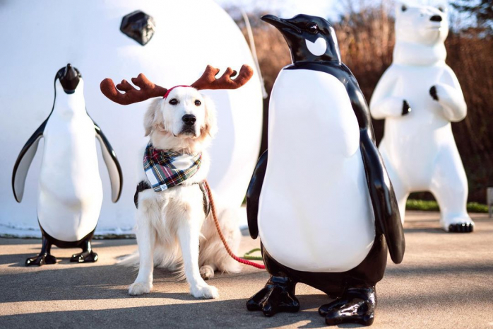 Белый Лабродор