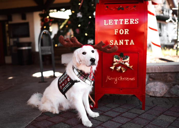 Белый Лабродор