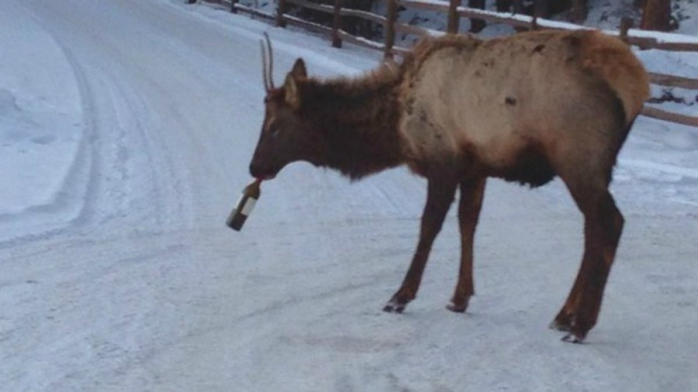 Юмор и Позитив на Dosuga.net