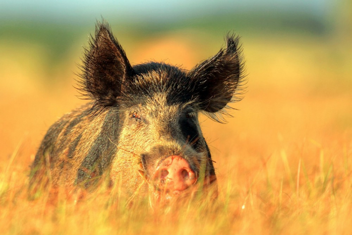 веселые картинки