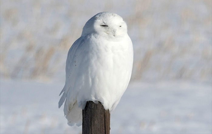 веселые картинки