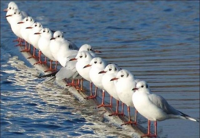 Фото животных