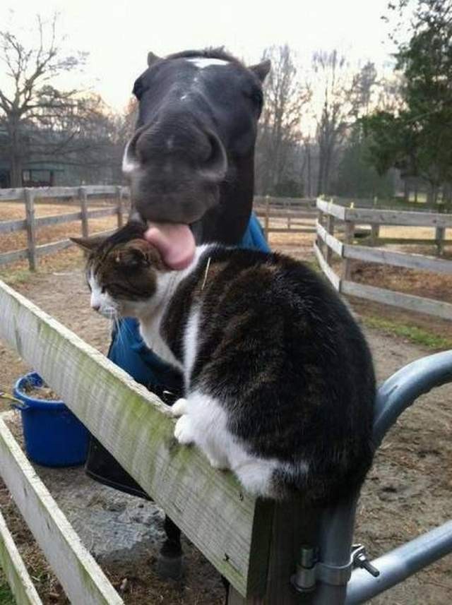 Фото животных