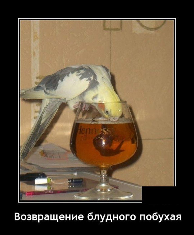 Демотиваторы веселые