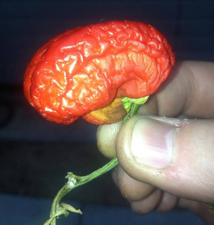 Овощи и Фрукты довольно забавной Формы