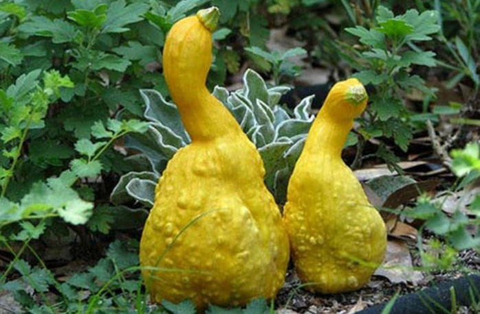 Овощи и Фрукты довольно забавной Формы