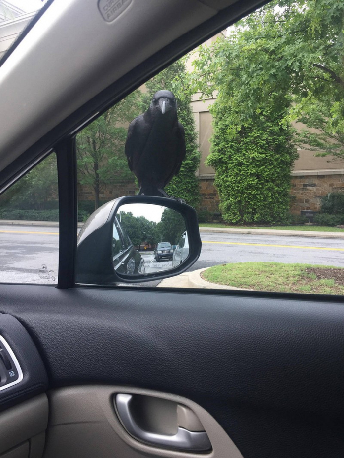 Животное позитив фото