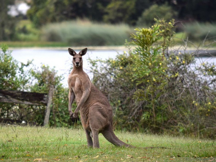 Злые кенгуру захватывает крошечный городок в Австралии