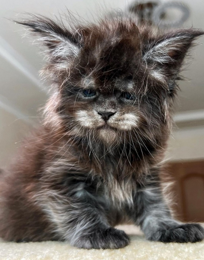 Котики досуга