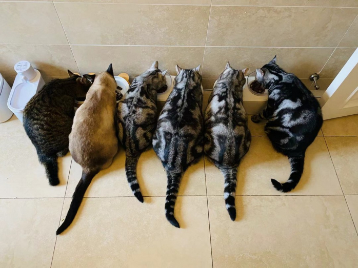 Котики досуга