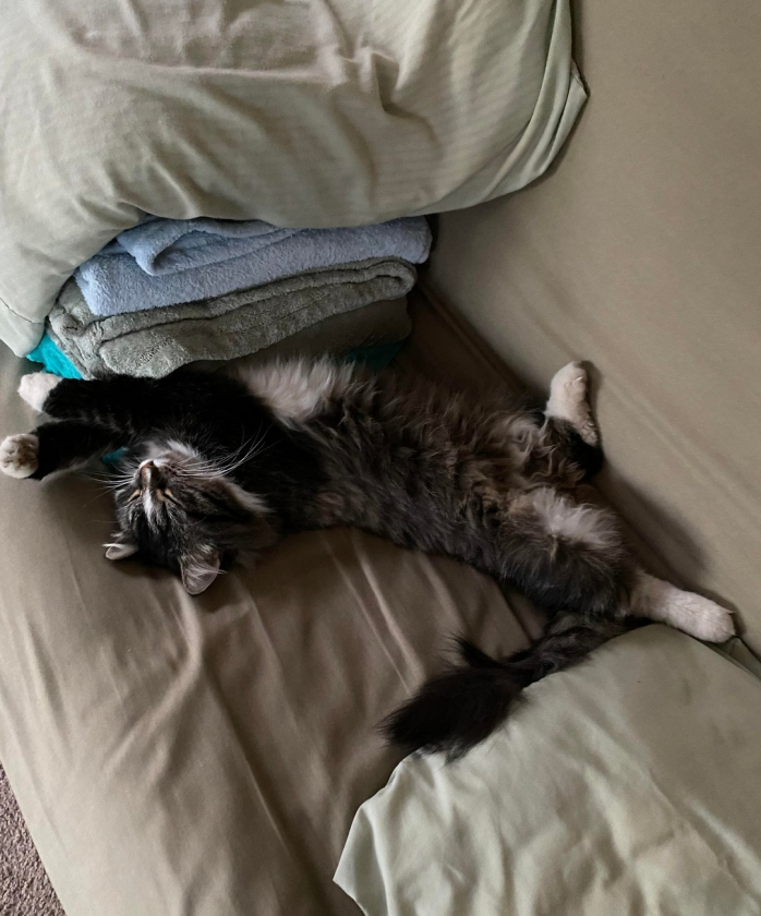 Котики досуга