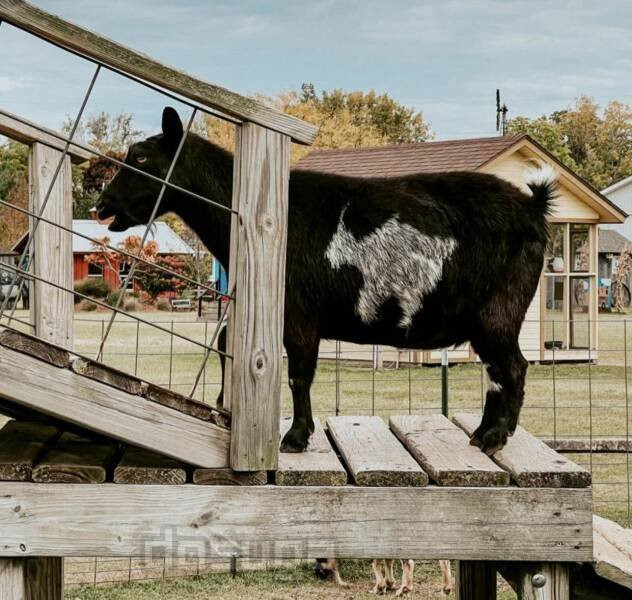 новые приколы