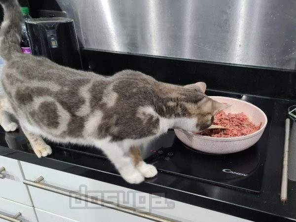 юмор кулинарии