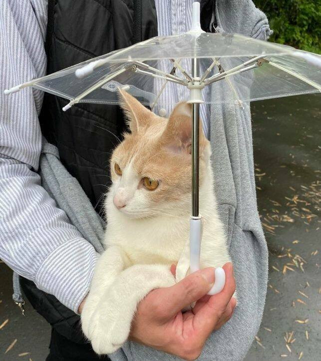 юмор и позитив