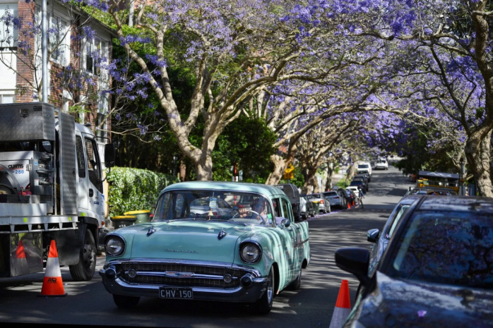 Фиолетовая красота: жакаранда цветет в Австралии