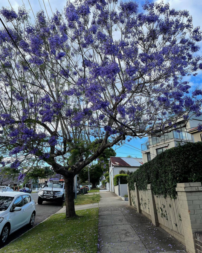 Фиолетовая красота: жакаранда цветет в Австралии