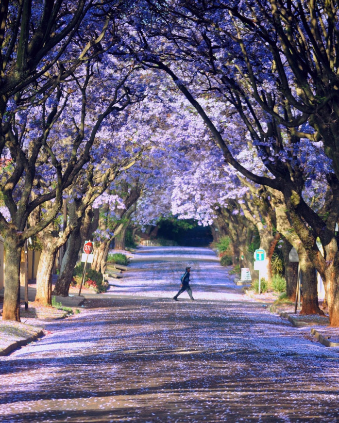 Фиолетовая красота: жакаранда цветет в Австралии