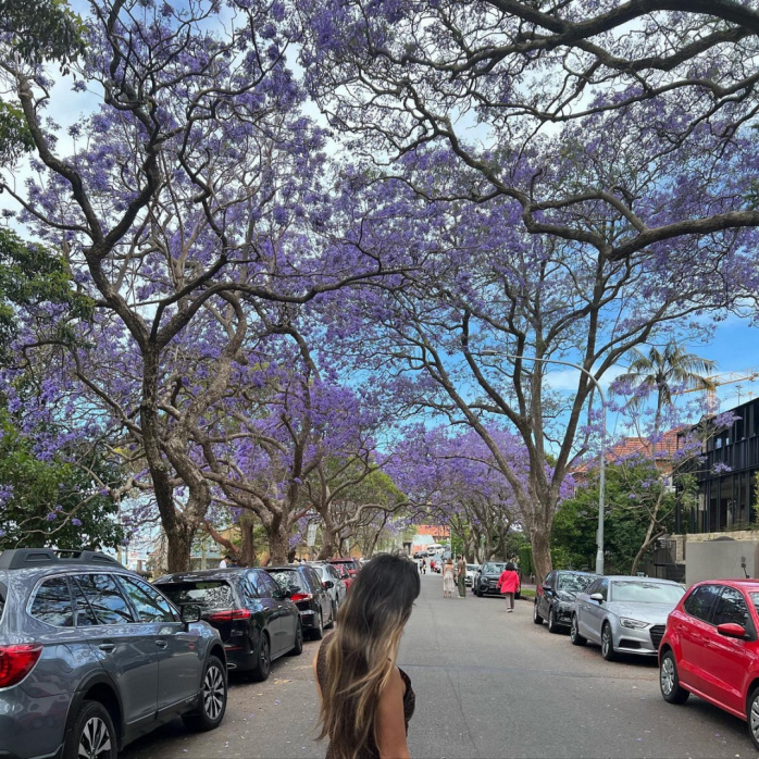 Фиолетовая красота: жакаранда цветет в Австралии