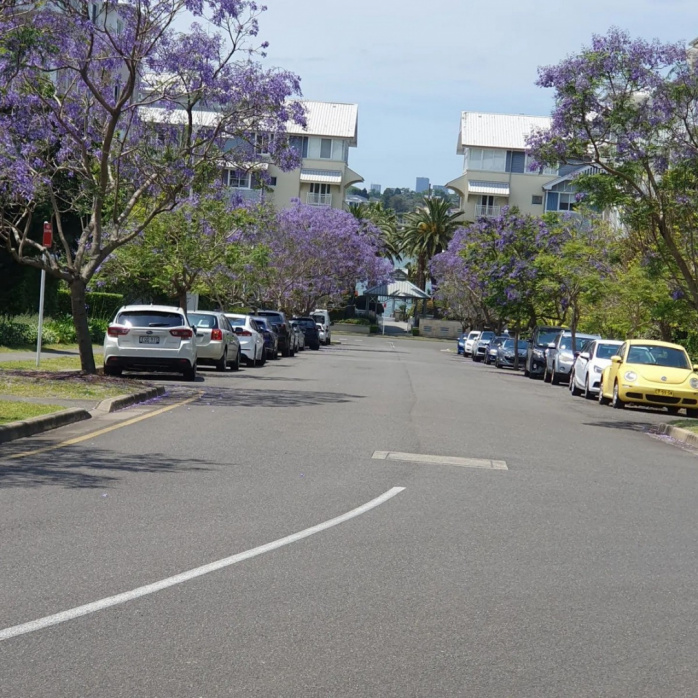 Фиолетовая красота: жакаранда цветет в Австралии