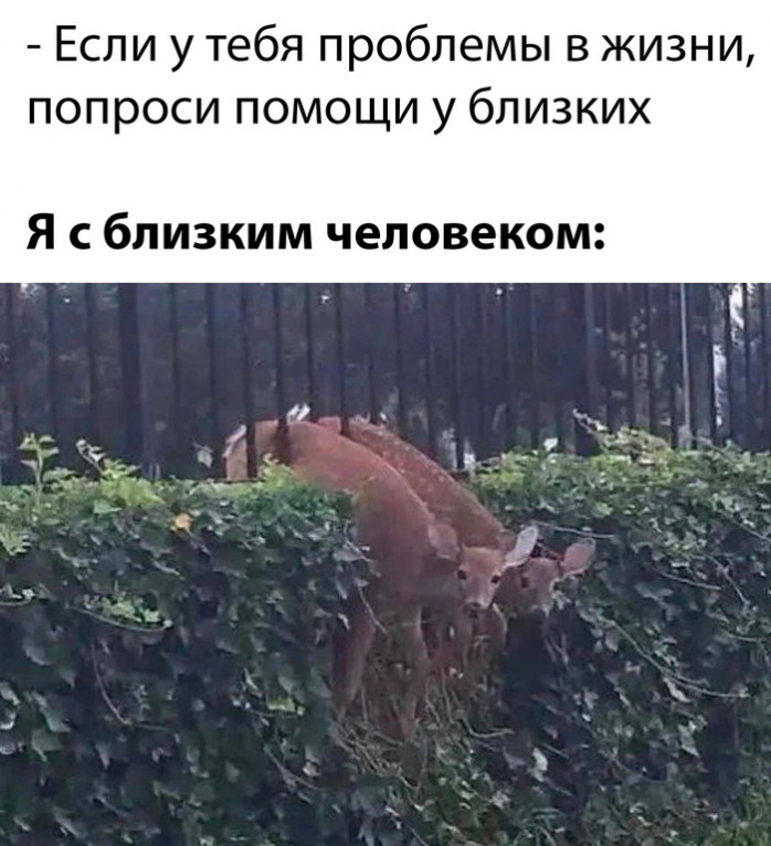 Мемы дня