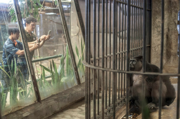 "Самая одинокая горилла в мире" готовится к очередному Рождеству за решеткой в тайском супермаркете