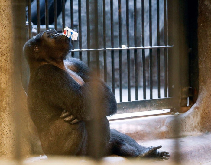 "Самая одинокая горилла в мире" готовится к очередному Рождеству за решеткой в тайском супермаркете