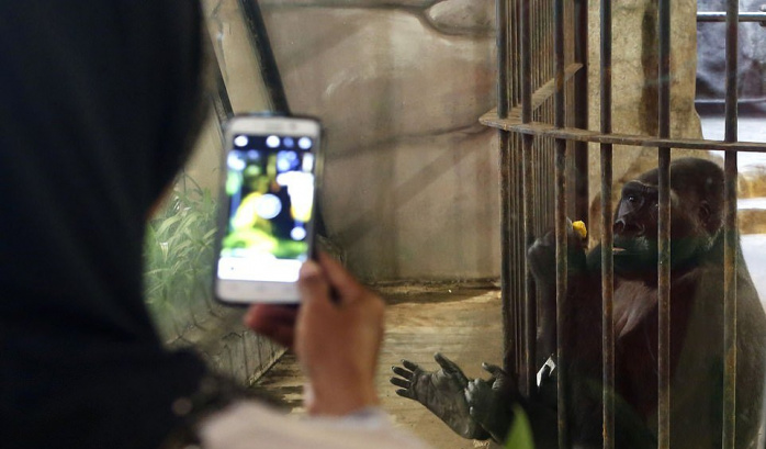 "Самая одинокая горилла в мире" готовится к очередному Рождеству за решеткой в тайском супермаркете