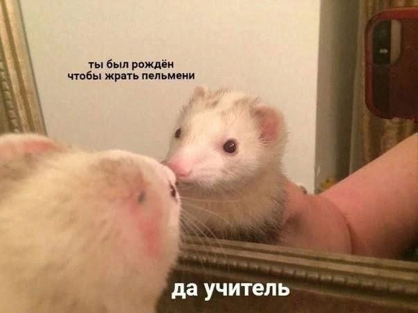 Самые смешные мемы дня, смешные картинки с надписями и юмор. В