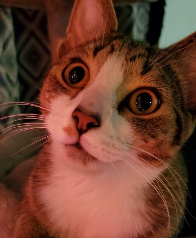 Позитивные котики для Новогоднего Настроения