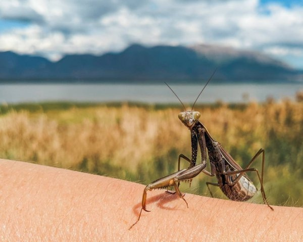 Беременная