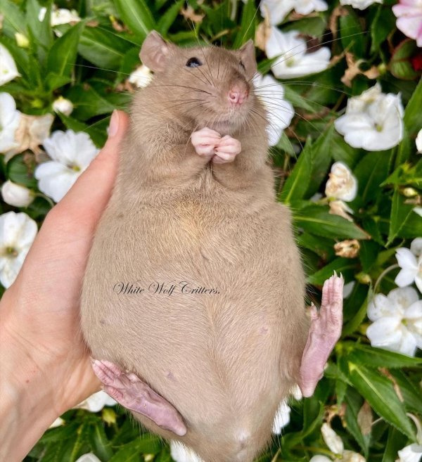 Беременная