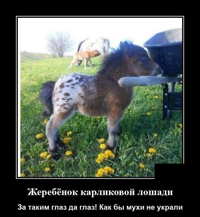 демотиватор