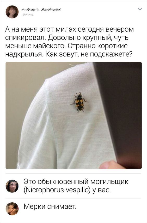 Смешные комментария