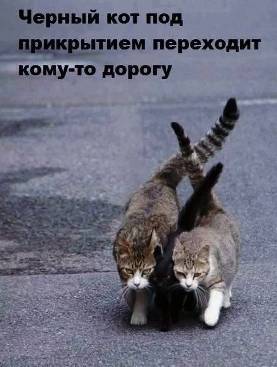 Смешные картинки с надписями - Отборный юмор