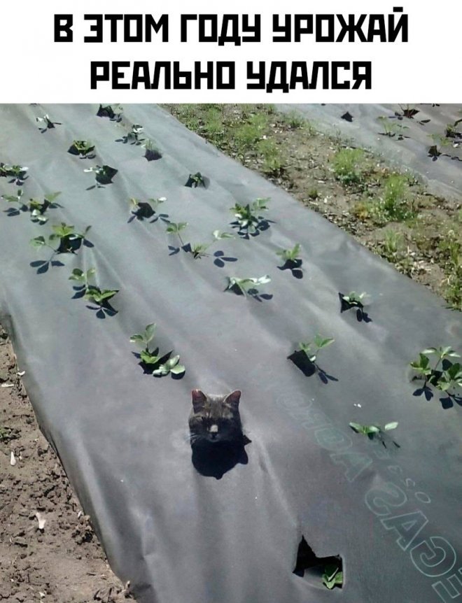 Смешные картинки с надписями - Отборный юмор