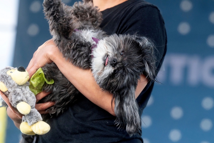 В США выбрали самого уродливого пса