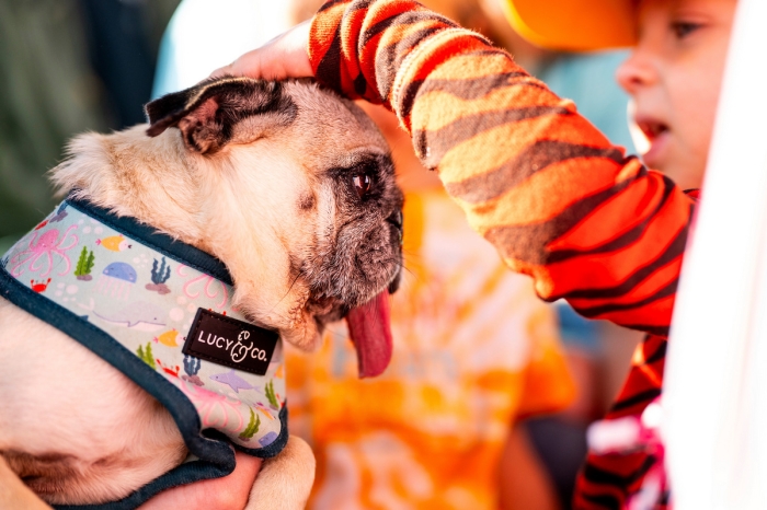 В США выбрали самого уродливого пса