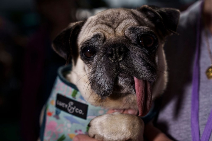 В США выбрали самого уродливого пса